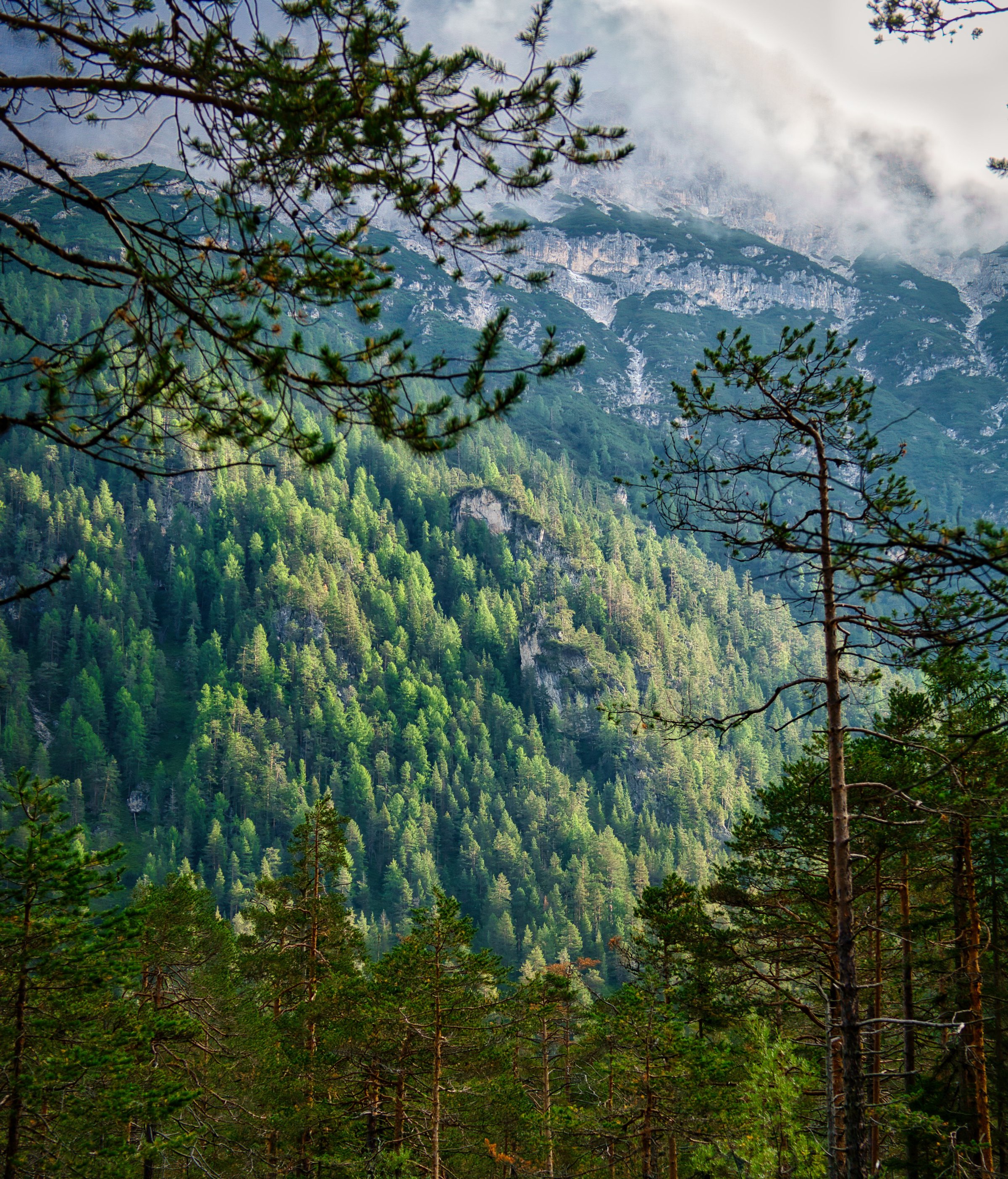 Forest canopy