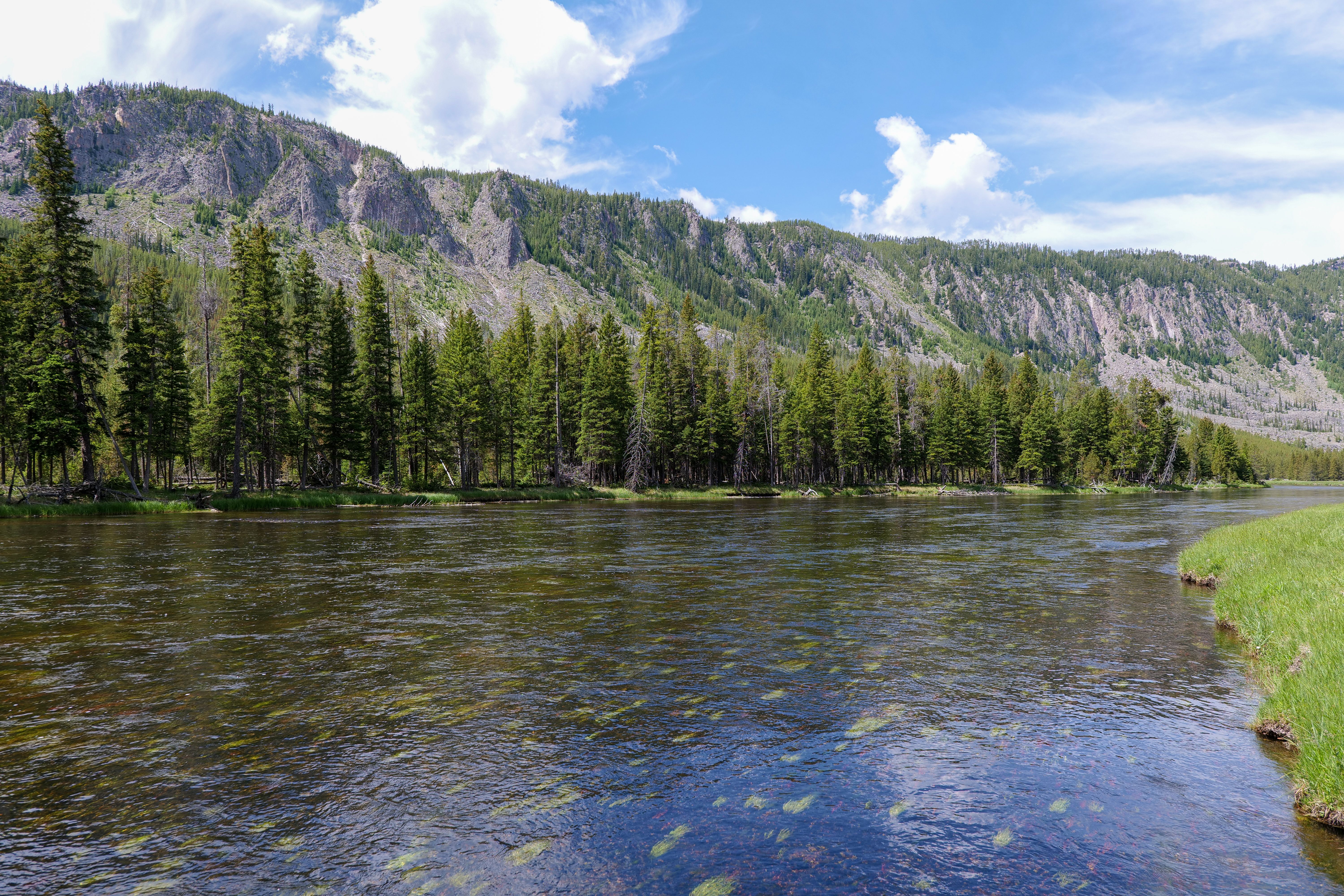 The Big Hole River running past conifer forest and mountains
