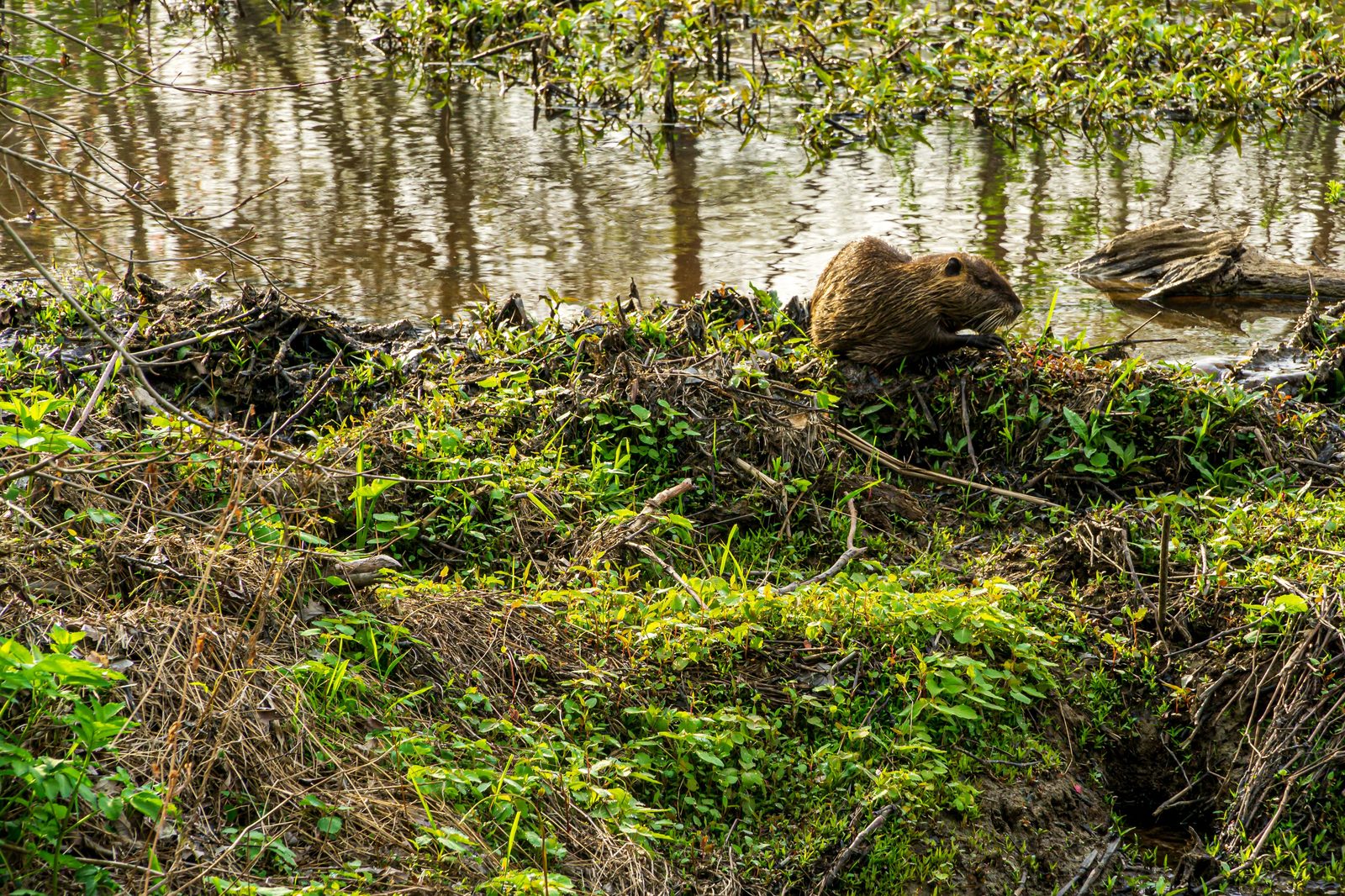 A beaver on a dam along a wetland stream
