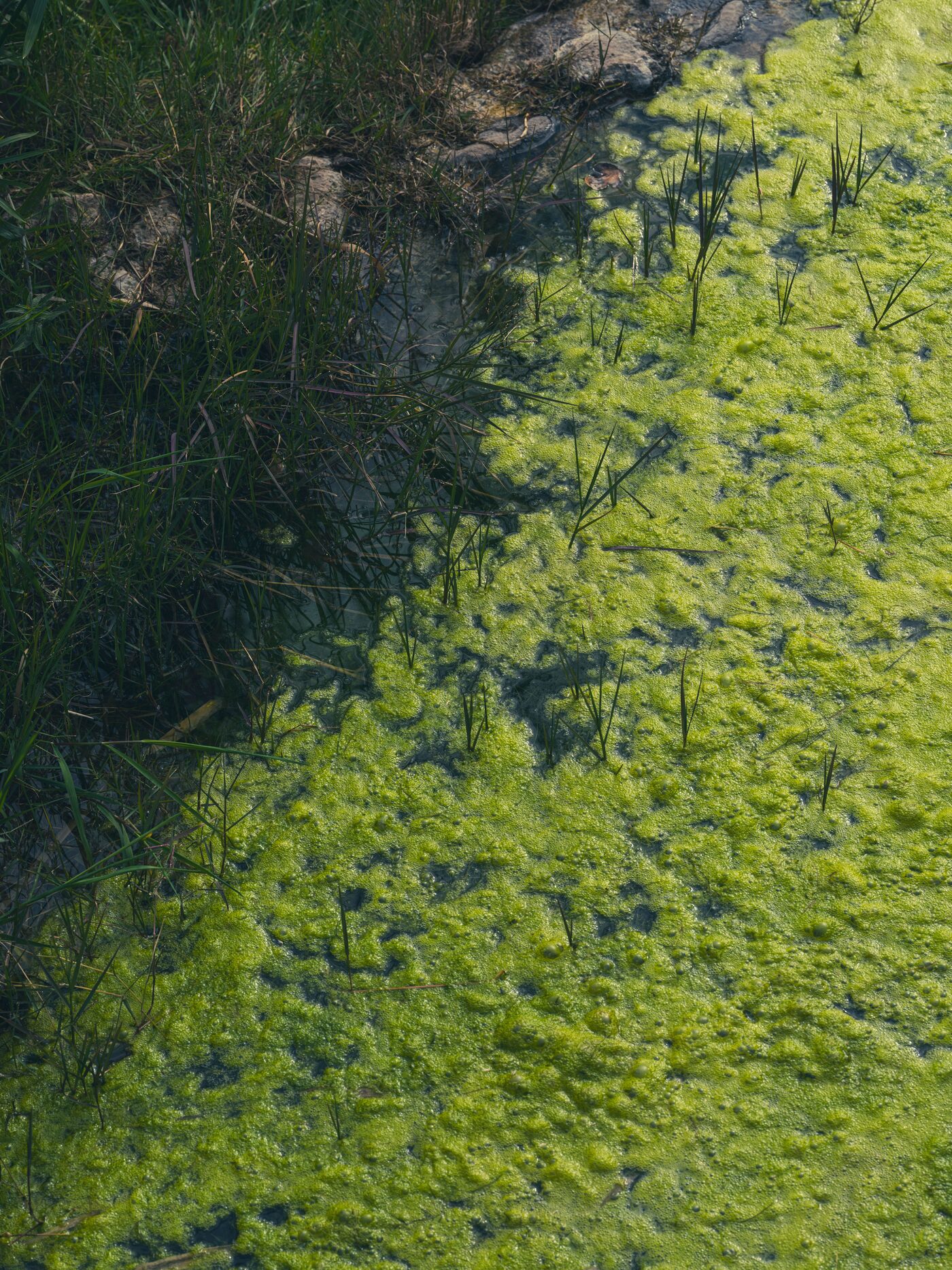 Blue-green algal bloom coating the surface of a pond
